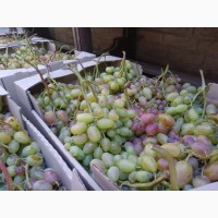 Продам Виноград Преображення і Лівія