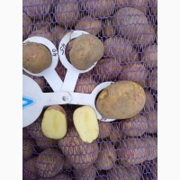 Продам посадкову, насіневу картоплю, сорт Пікасо від 5 т., 1.2.3 репродукція