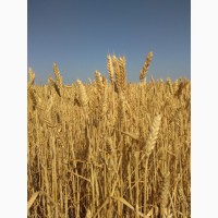 Семена ярой пшеницы Дубравка елита
