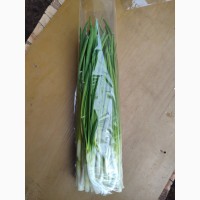 Продам зелену цибулю (лук перо)