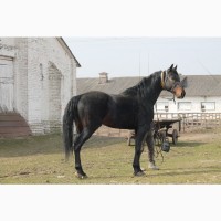 Продаємо коні української верхової породи