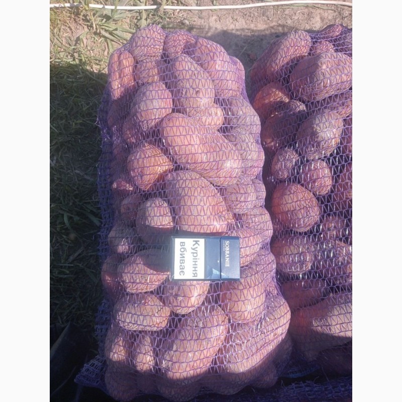 Фото 3. Продам товарну картоплю, сорт Слов#039;янка
