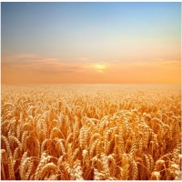 Куплю: пшеницу, кукурузу, ячмень