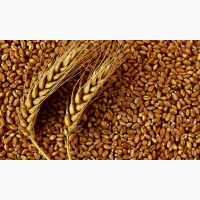 Продам пшеницю 3 клас, Житомирська область