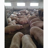 Свині жива вага від 150 до 200кг м#039;ясні