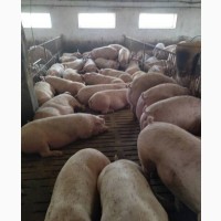 Свині жива вага від 150 до 200кг м#039;ясні