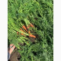 Продам молодую морковь
