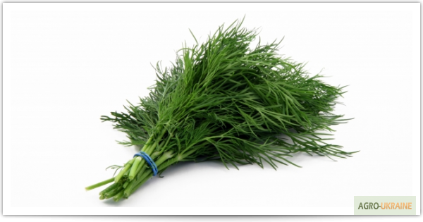 Фото 6. Продаем свежие травы, зелень, салаты высокого качества оптом