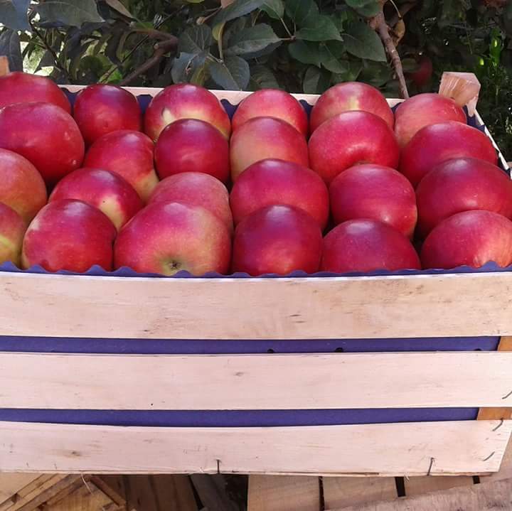 Фото 4. Ящики шпоновые для яблок в Крыму от производителя