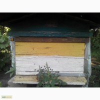 Продаю улики с пчелами