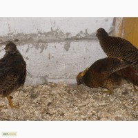 Самец красного золотого фазана и две самки