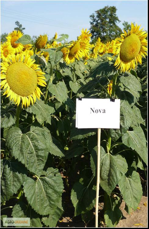 Высокоурожайные семена подсолнечника «НОВА» (Woodstock Kft., Венгрия)