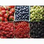 Услуги по осушке и переработке всех видов зерна, всех видов ягод, фруктов и овощей
