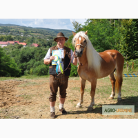 Продає рідкісні породи коней («Гуцули» та «Гафлінгер» Австрія)
