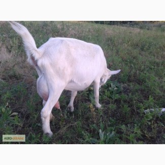 Продам дойных коз и молодняк зааненской породы Пятихатский район Днепропетровской обл