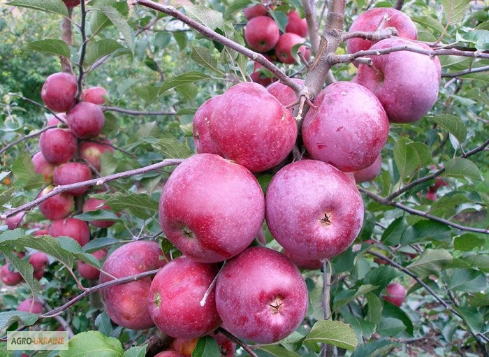 Фото 3. Продаємо смачні яблука власного виробництва. Вінницька область