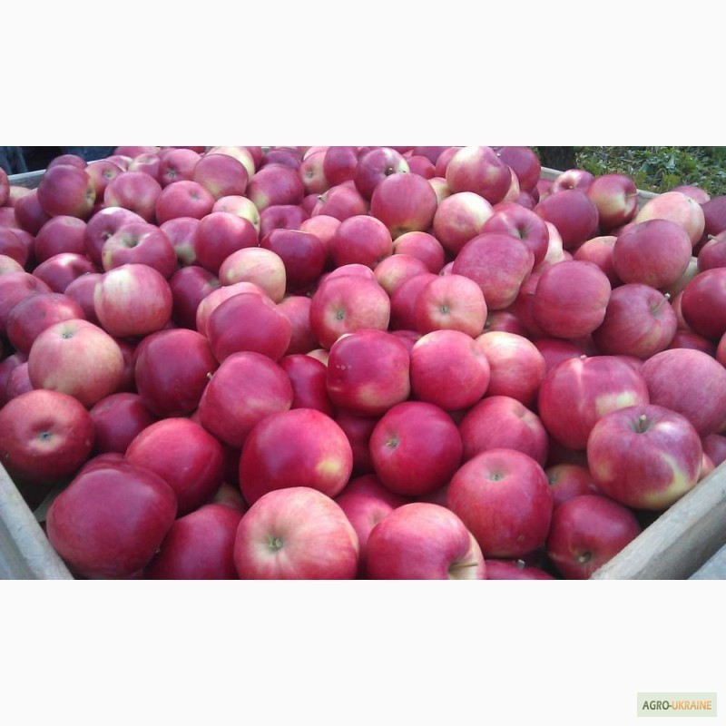 Фото 4. Продаємо смачні яблука власного виробництва. Вінницька область
