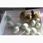 Привезу под заказ инкубационые яйца курей породы Легбар из Европи