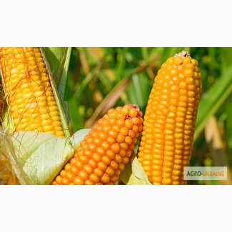 Гран пропонує посівний матеріал кукурудзи ВН 63 (ФАО 280)