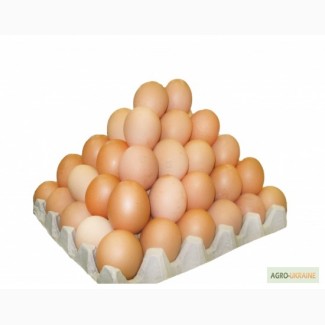 Продам яйцо С1