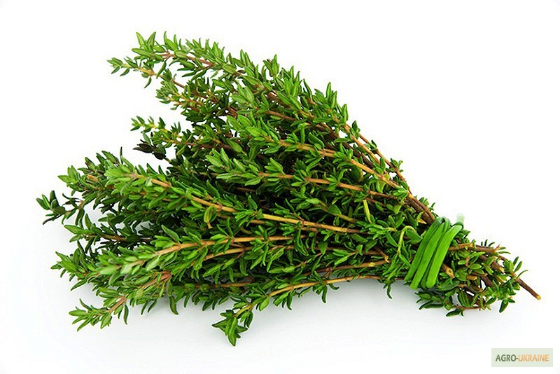 Фото 2. Продаем свежие травы, зелень, салаты высокого качества оптом