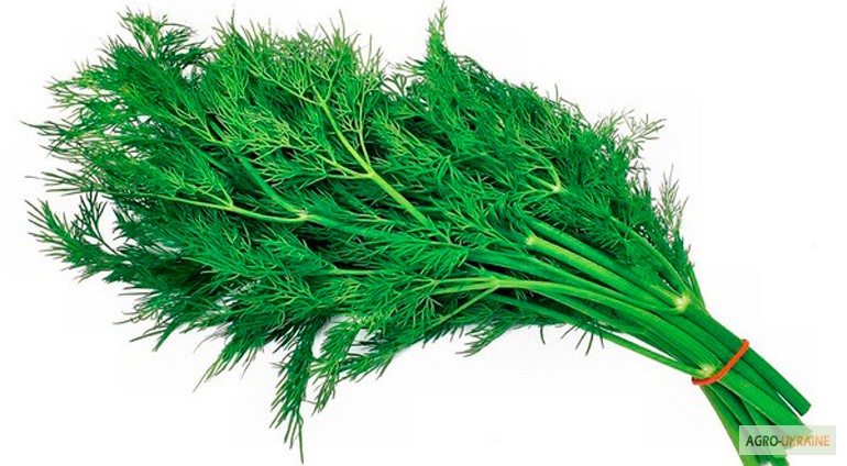 Фото 5. Продаем свежие травы, зелень, салаты высокого качества оптом