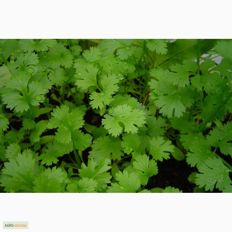 Фото 7. Продаем свежие травы, зелень, салаты высокого качества оптом