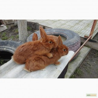 Кролики породи нзч