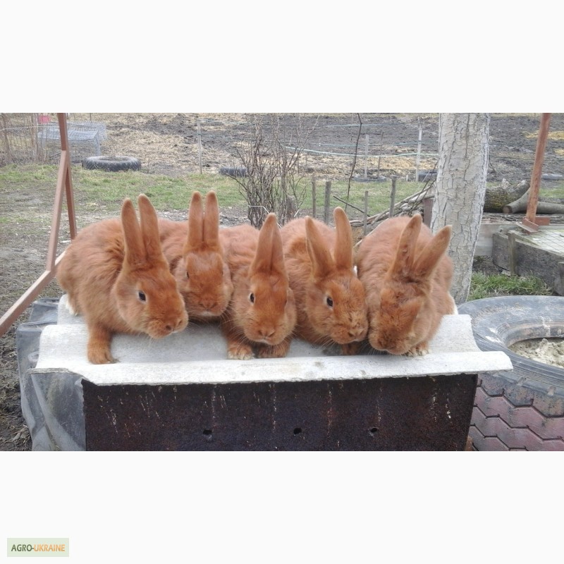 Фото 3. Кролики породи нзч
