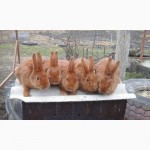 Кролики породи нзч