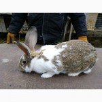 Продам кроликов - Белый Паннон, Фландр, Шиншила, Бабочки
