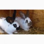 Продам кроликов - Белый Паннон, Фландр, Шиншила, Бабочки