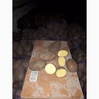Продам картофель собственного производства со склада с ндс