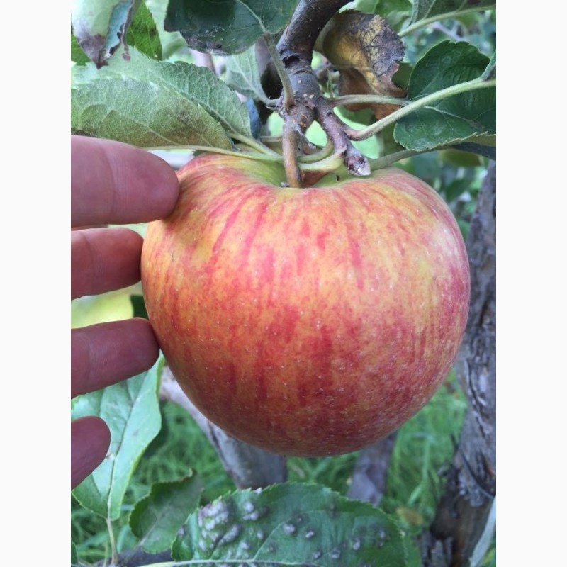 Фото 10. Яблука натуральні