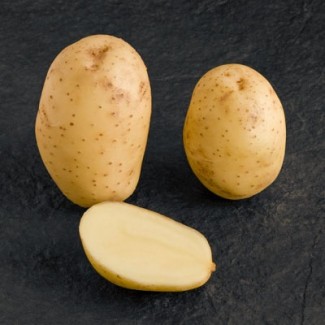 Продам картоплю сорт « мелоді»