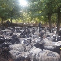Продам овец ярок баранов романовской породы