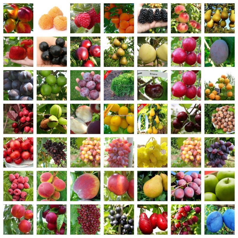Фото 7. Саженцы плодовых яблоня, груша, слива, вишня, черешня, персик, абрикос и т.д