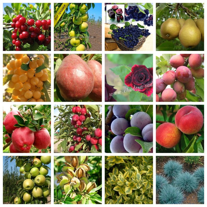 Фото 4. Саженцы плодовых яблоня, груша, слива, вишня, черешня, персик, абрикос и т.д