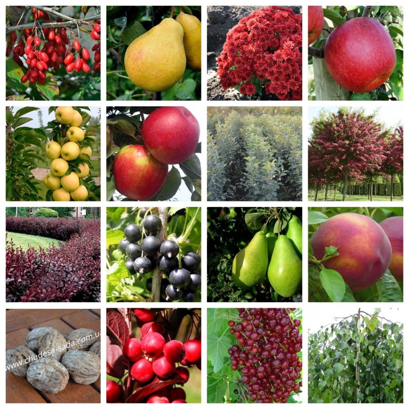 Фото 9. Саженцы плодовых яблоня, груша, слива, вишня, черешня, персик, абрикос и т.д