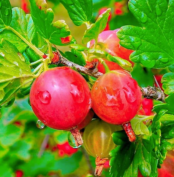 Фото 5. Саженцы плодовых яблоня, груша, слива, вишня, черешня, персик, абрикос и т.д