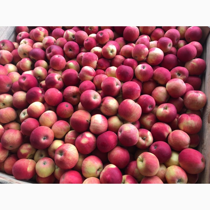 Продаю яблука сорт айдаред загазований є обєм