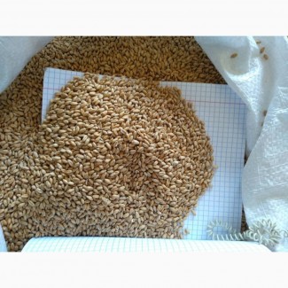 Продам пшеницу посевную в мешках, озимая сорт Смуглянка