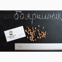 Боярышник семена (20 шт) (насіння глоду для саджанців)семечка, косточка