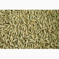 Зерно жита для виготовлення борошна та крупи (в мішках по 25 кг.)