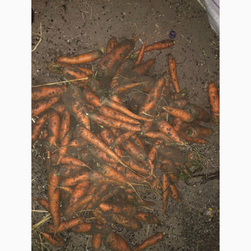 Фото 5. Морковь сорт Абако и Канада
