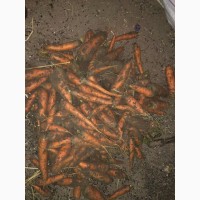 Морковь сорт Абако и Канада