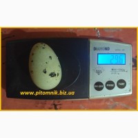 Яйца перепелиные BIO - премиум индоперепел