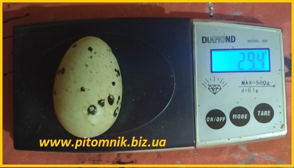 Фото 2. Яйца перепелиные BIO - премиум индоперепел