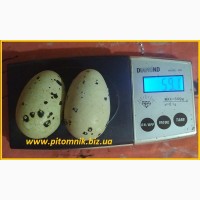 Яйца перепелиные BIO - премиум индоперепел