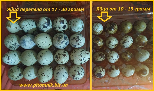 Фото 4. Яйца перепелиные BIO - премиум индоперепел